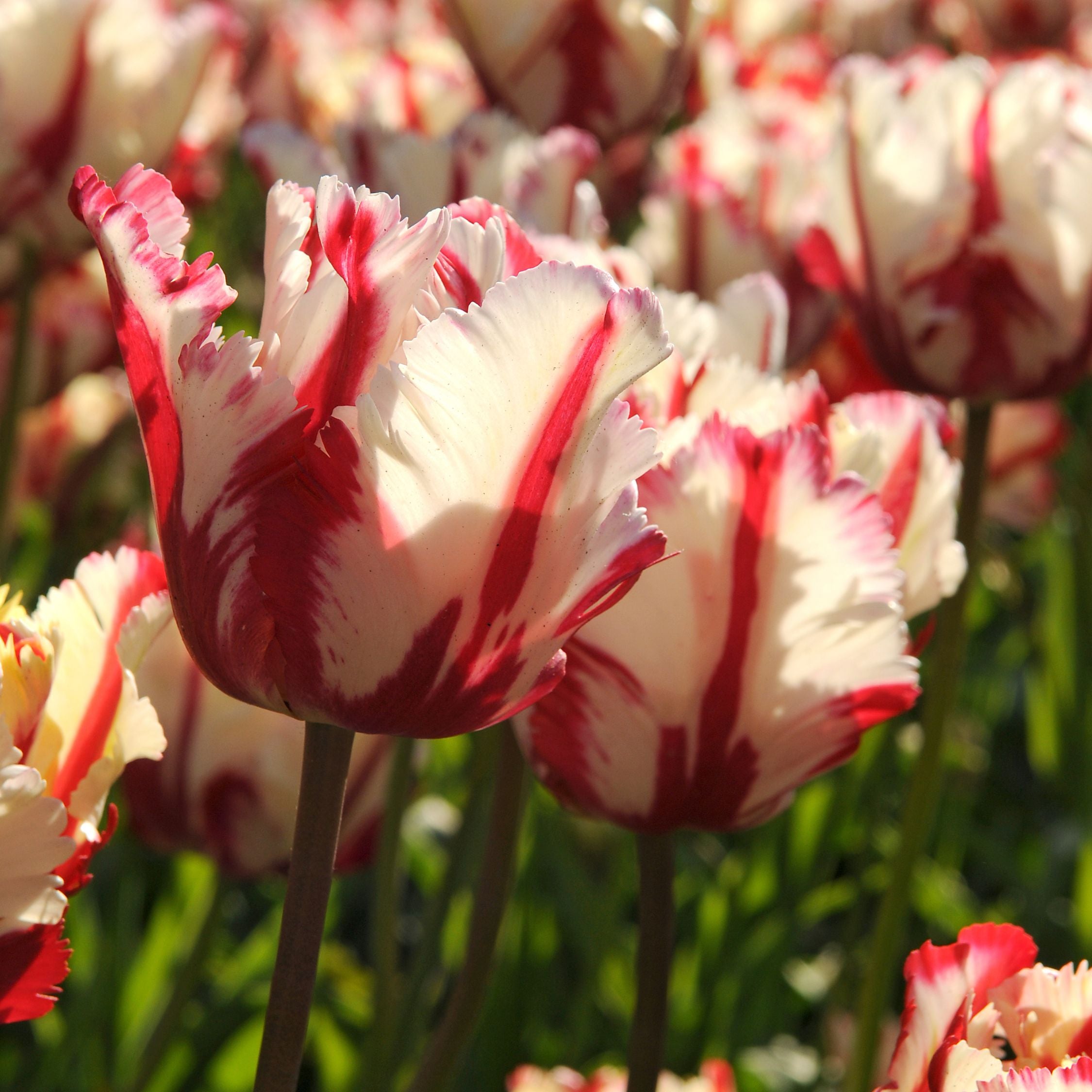 Lot De 14 Tulipes Estella Rijnveld – Plante D'Extérieur