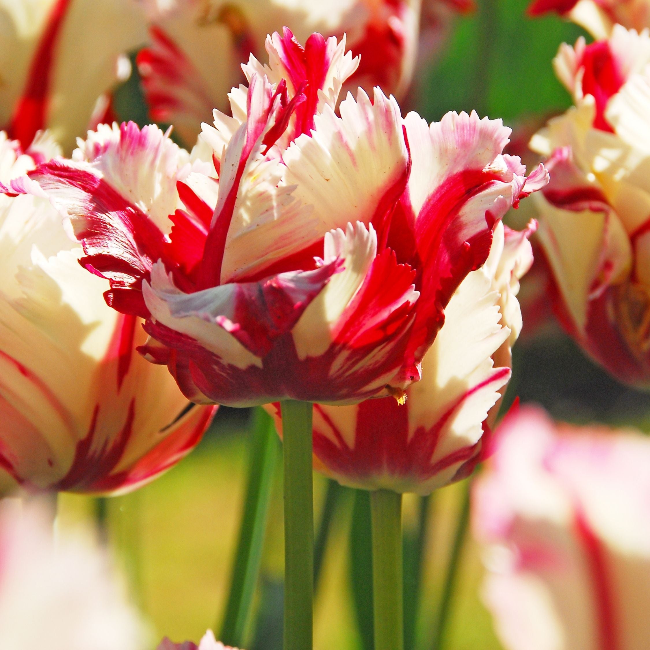Lot De 14 Tulipes Estella Rijnveld – Plante D'Extérieur
