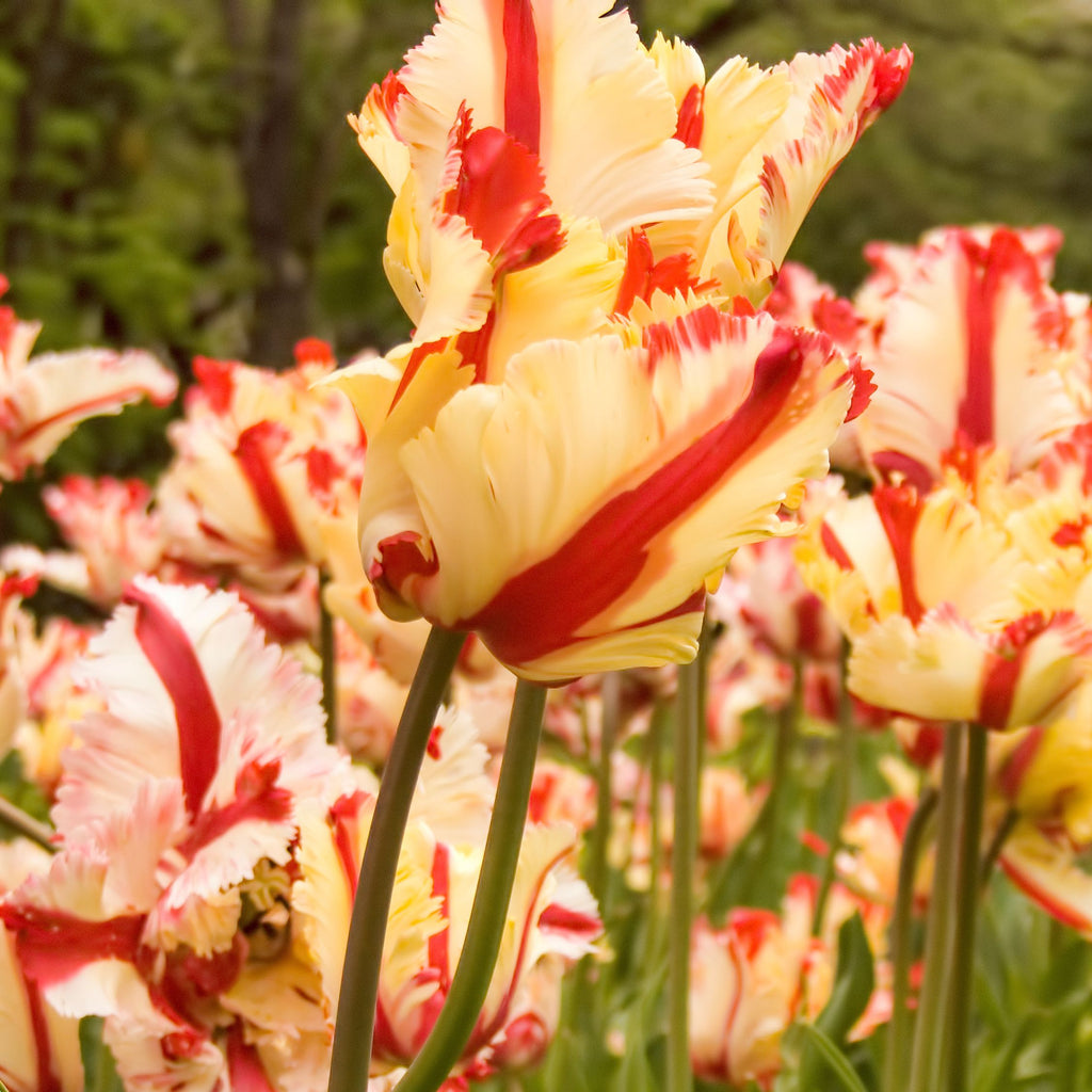 Lot De 14 Tulipes Estella Rijnveld – Plante D'Extérieur