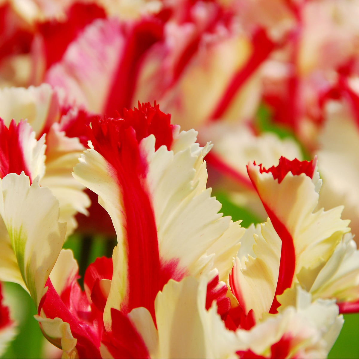 Lot De 14 Tulipes Estella Rijnveld – Plante D'Extérieur