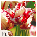 Lot De 14 Tulipes Estella Rijnveld – Plante D'Extérieur