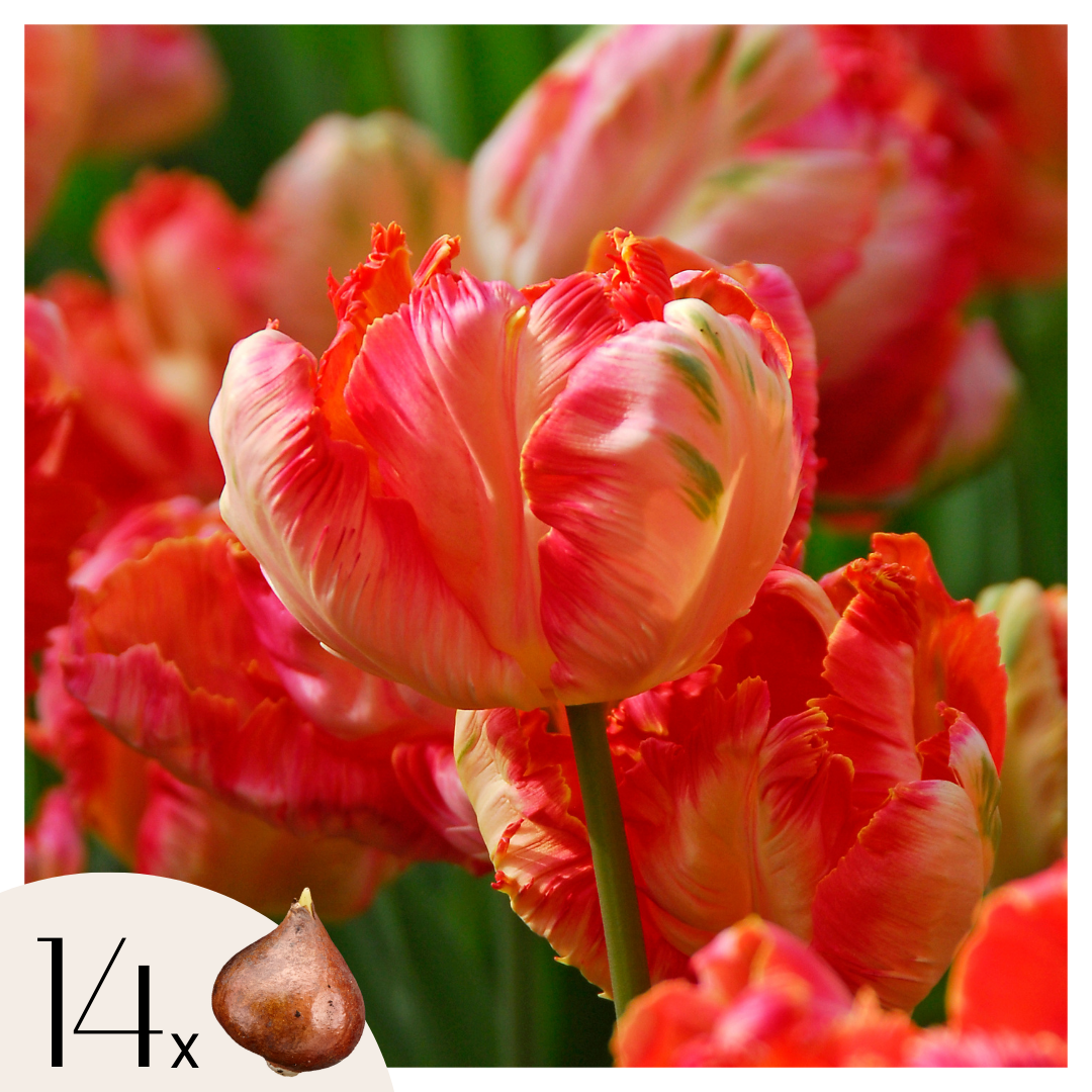 Lote de 14 tulipanes Apricot Parrot – Planta de exterior
