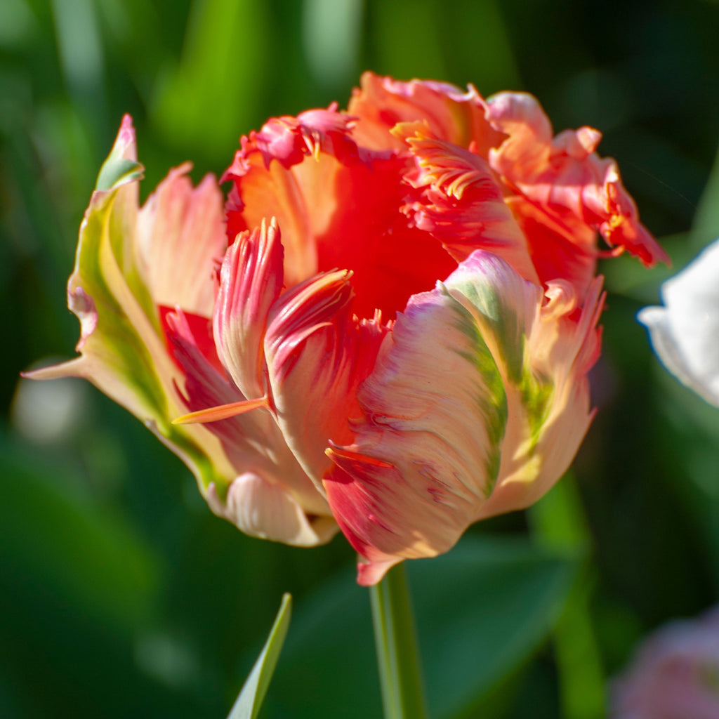 Lote de 14 tulipanes Apricot Parrot – Planta de exterior