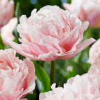 Set of 15 Dreamer Tulips – Outdoor Plant