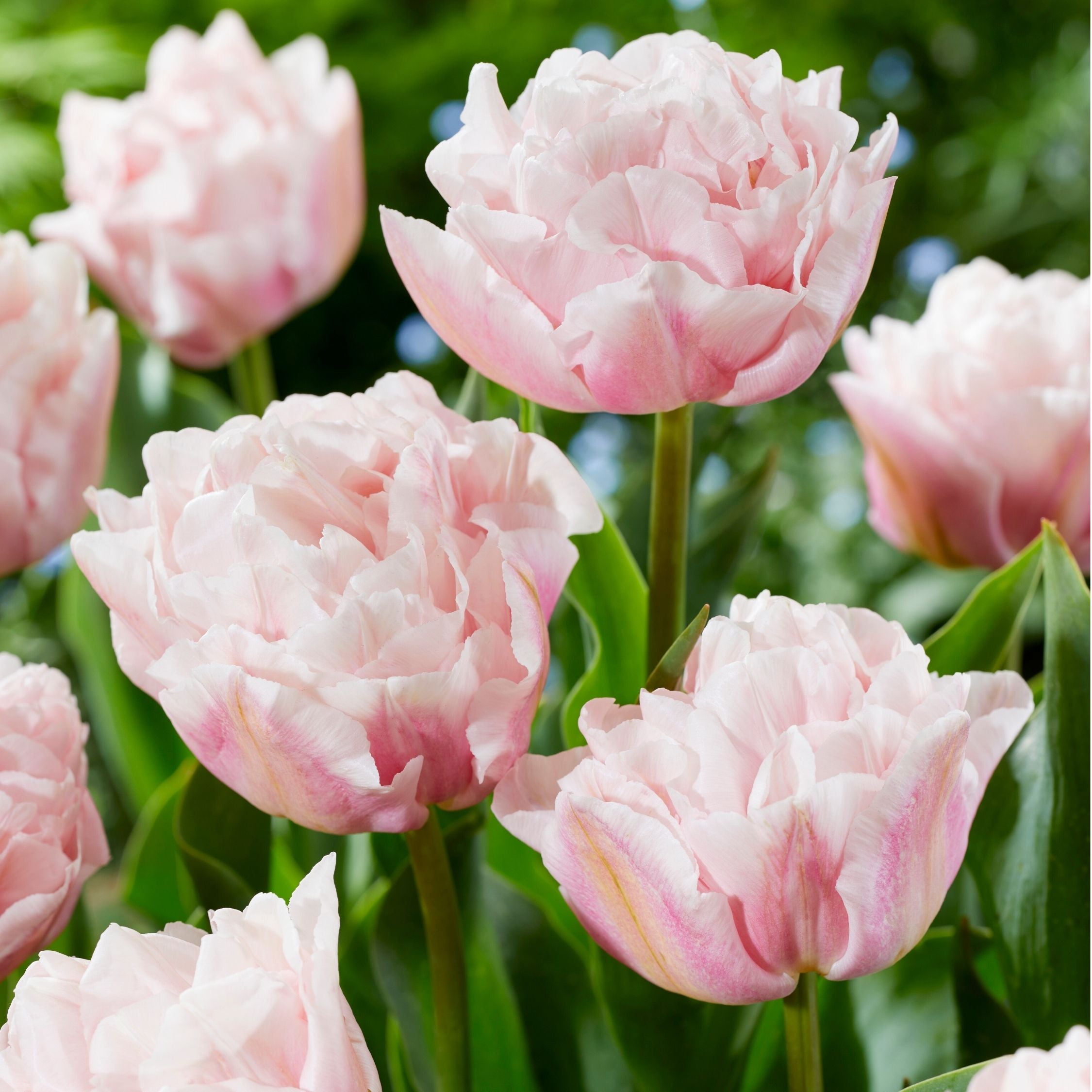 Set of 15 Dreamer Tulips – Outdoor Plant