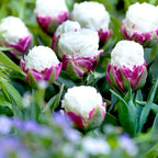 Lot De 15 Tulipes Ice Cream – Plante D'Extérieur