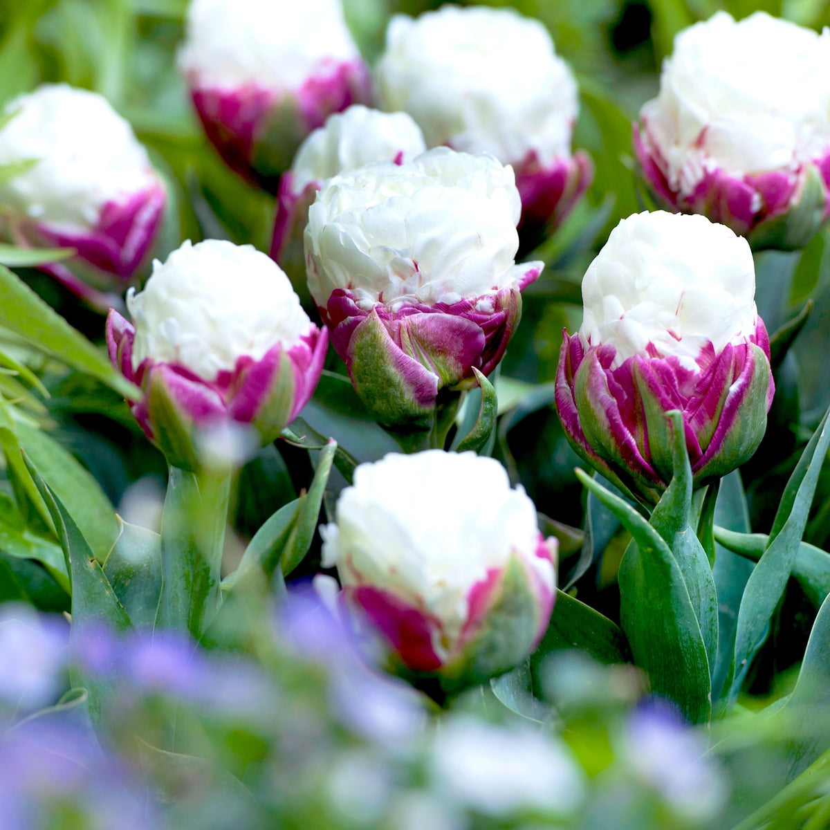 Lot De 15 Tulipes Ice Cream – Plante D'Extérieur