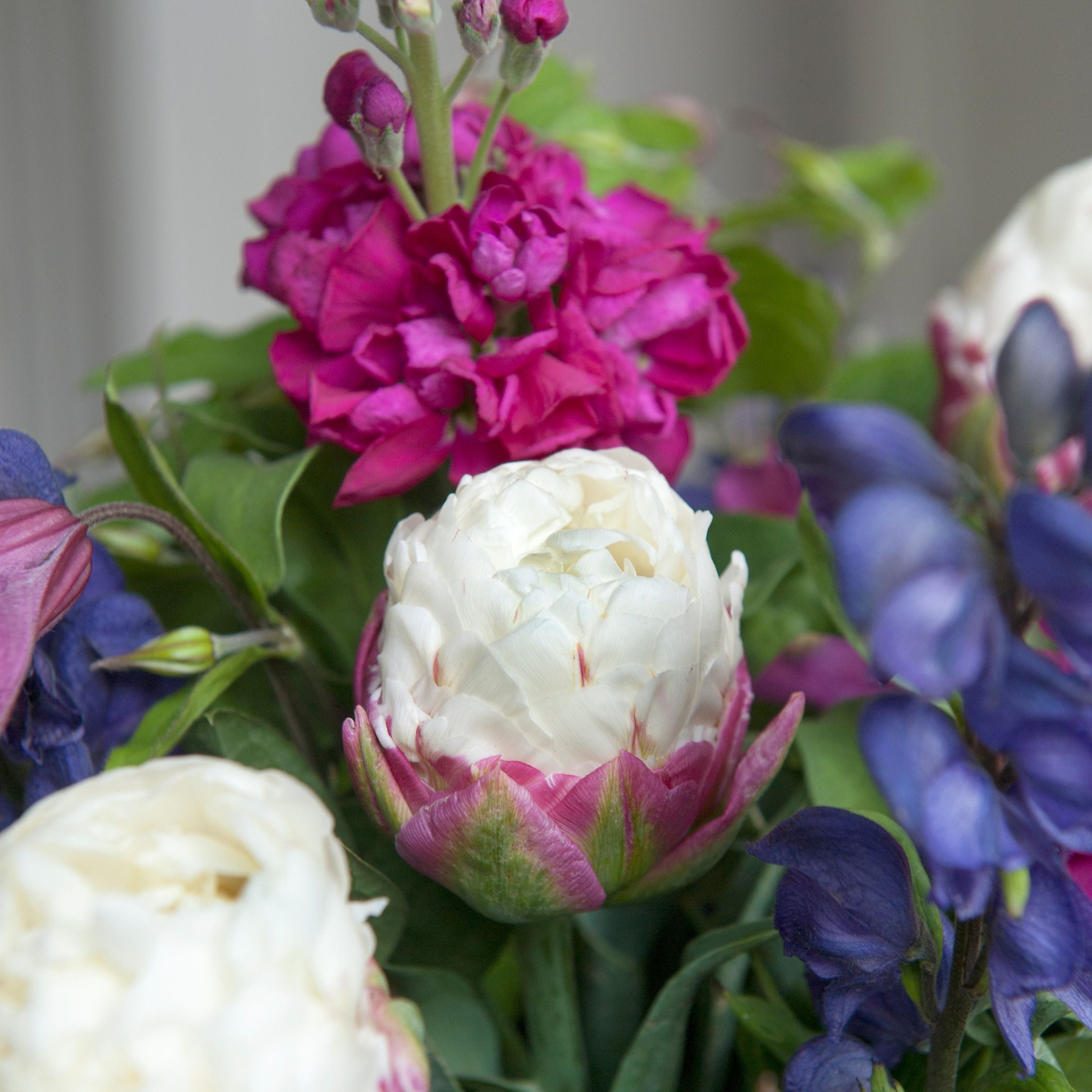 Lot De 15 Tulipes Ice Cream – Plante D'Extérieur