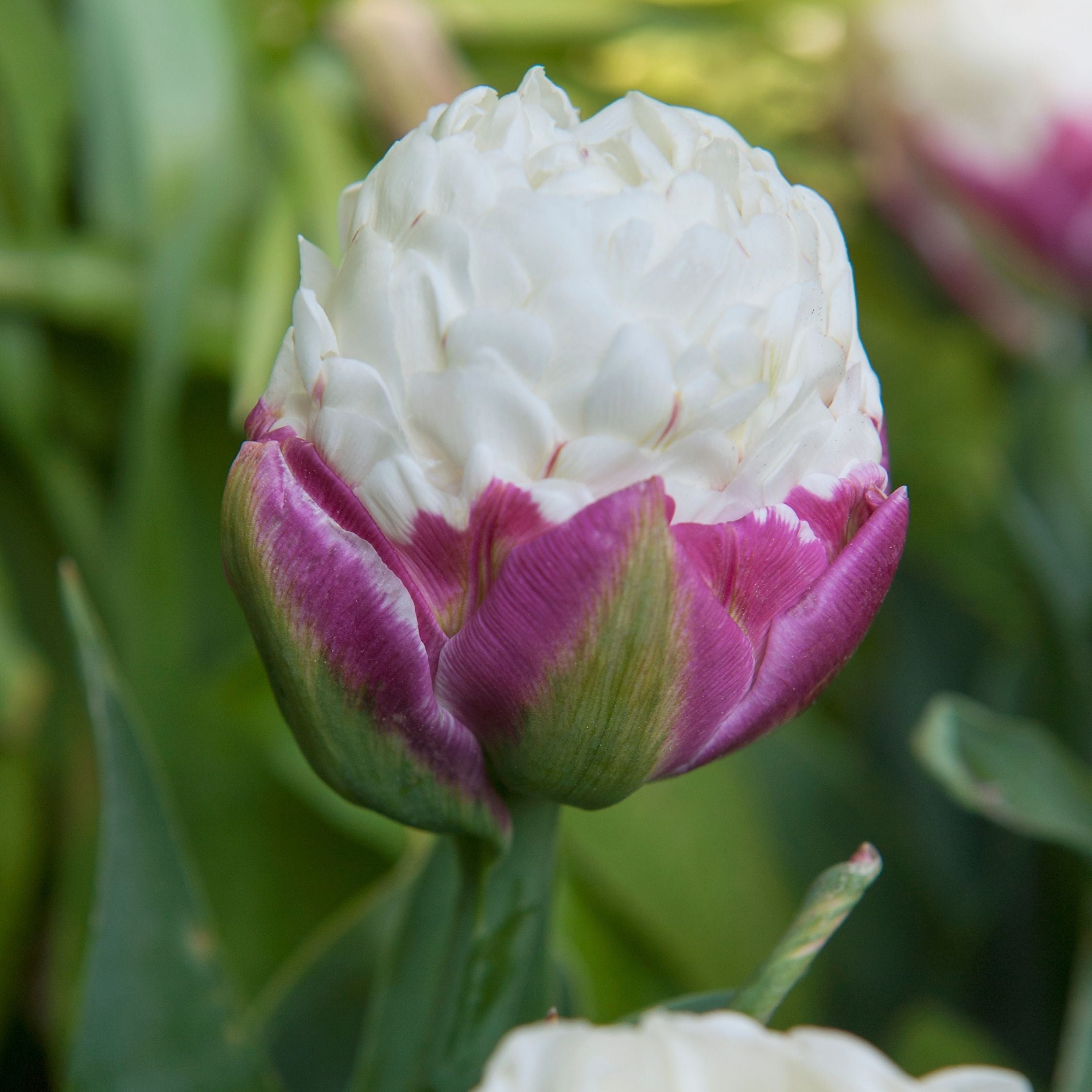 Lot De 15 Tulipes Ice Cream – Plante D'Extérieur