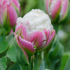 Lot De 15 Tulipes Ice Cream – Plante D'Extérieur
