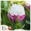 Lot De 15 Tulipes Ice Cream – Plante D'Extérieur