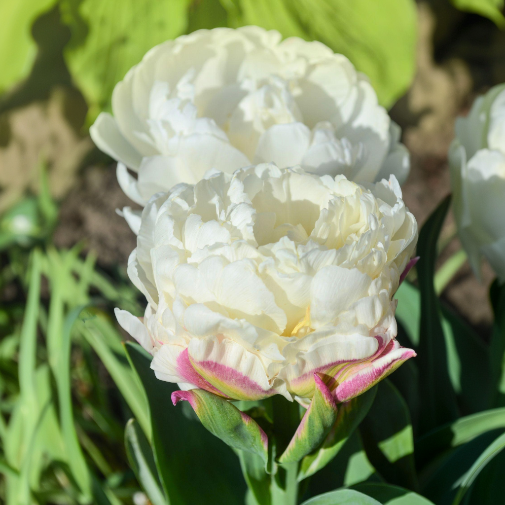 Lot De 15 Tulipes Ice Cream – Plante D'Extérieur