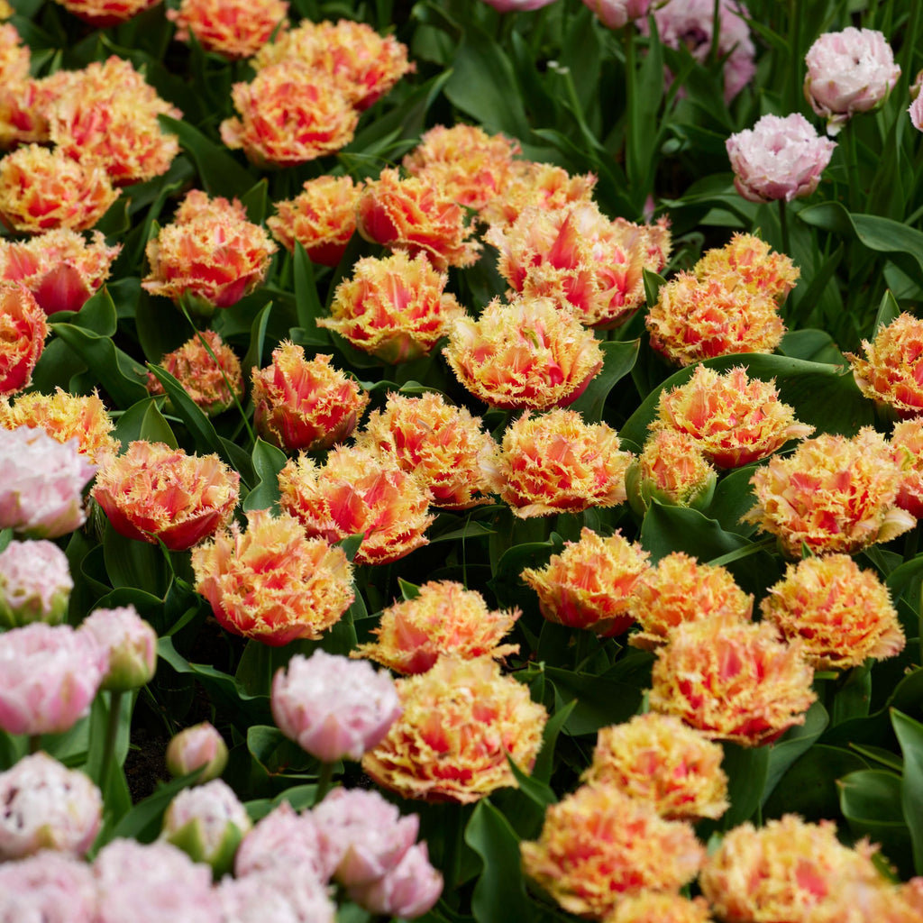 Lot De 15 Tulipes Brisbane – Plante D'Extérieur