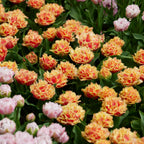 Lot De 15 Tulipes Brisbane – Plante D'Extérieur