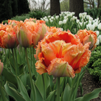 Lot De 15 Tulipes Brisbane – Plante D'Extérieur