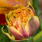Lot De 15 Tulipes Brisbane – Plante D'Extérieur