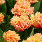 Lot De 15 Tulipes Brisbane – Plante D'Extérieur