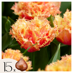 Lot De 15 Tulipes Brisbane – Plante D'Extérieur