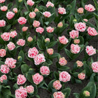Set of 15 Queensland Tulips – Outdoor Plant