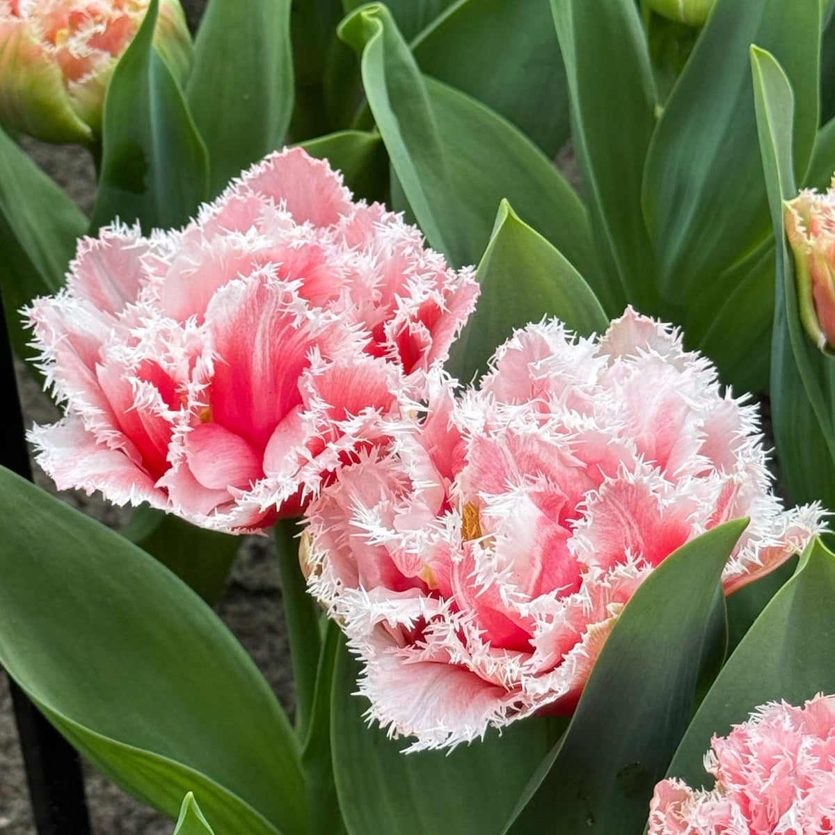Set of 15 Queensland Tulips – Outdoor Plant