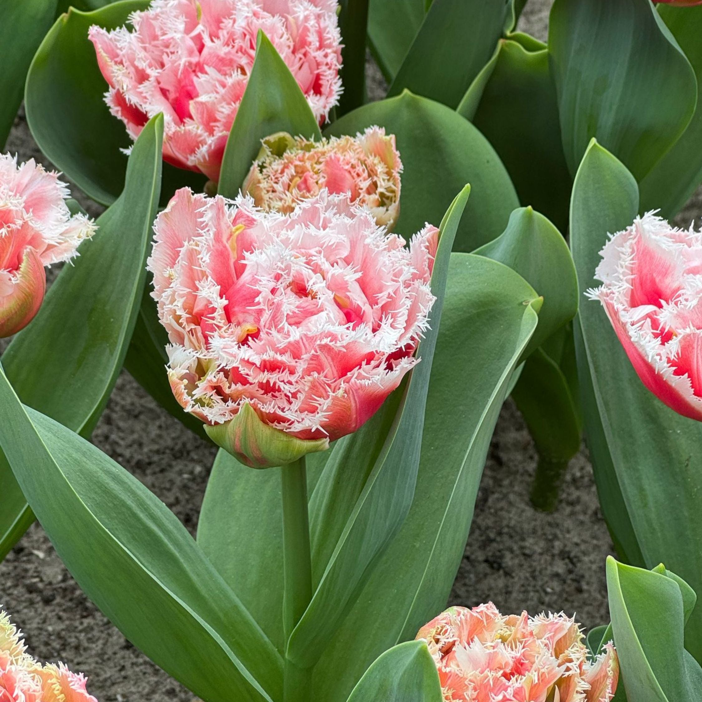 Set of 15 Queensland Tulips – Outdoor Plant