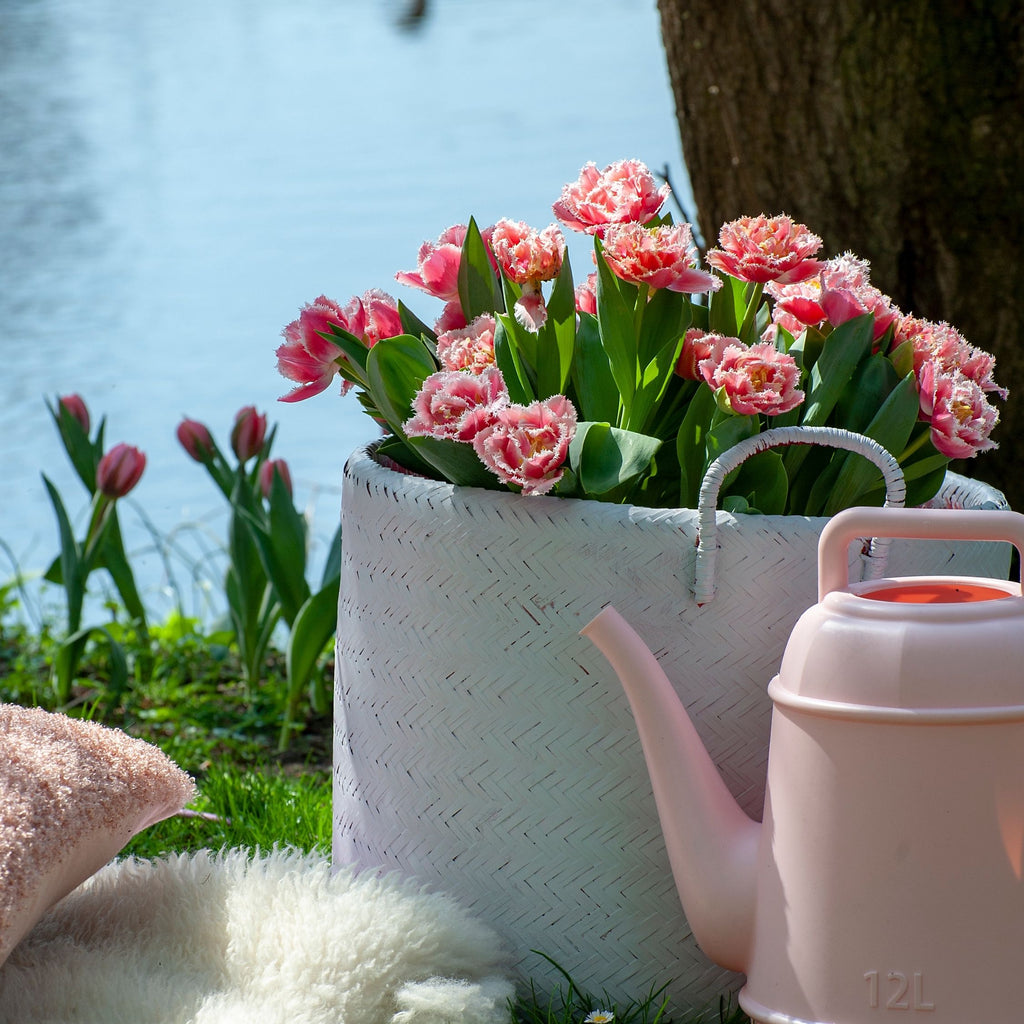 Set of 15 Queensland Tulips – Outdoor Plant