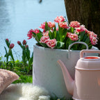 Set of 15 Queensland Tulips – Outdoor Plant