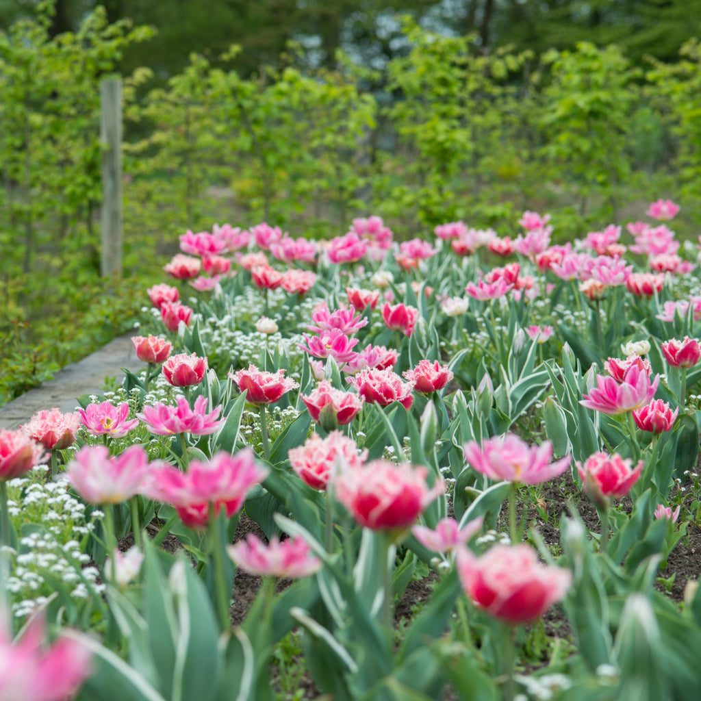 Set of 15 Queensland Tulips – Outdoor Plant