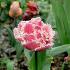 Set of 15 Queensland Tulips – Outdoor Plant