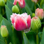 Set of 15 Queensland Tulips – Outdoor Plant
