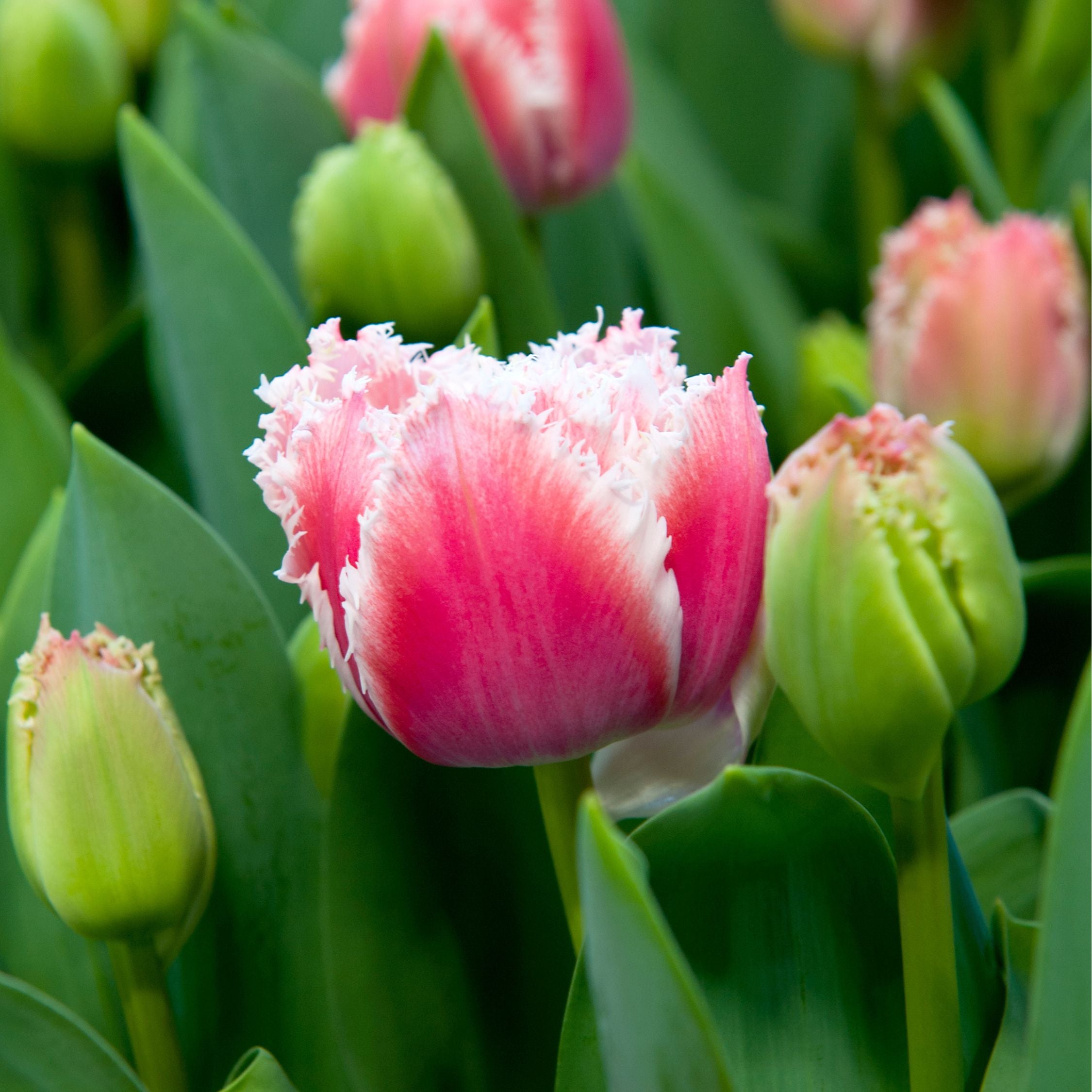 Set of 15 Queensland Tulips – Outdoor Plant