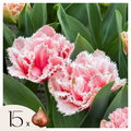 Set of 15 Queensland Tulips – Outdoor Plant