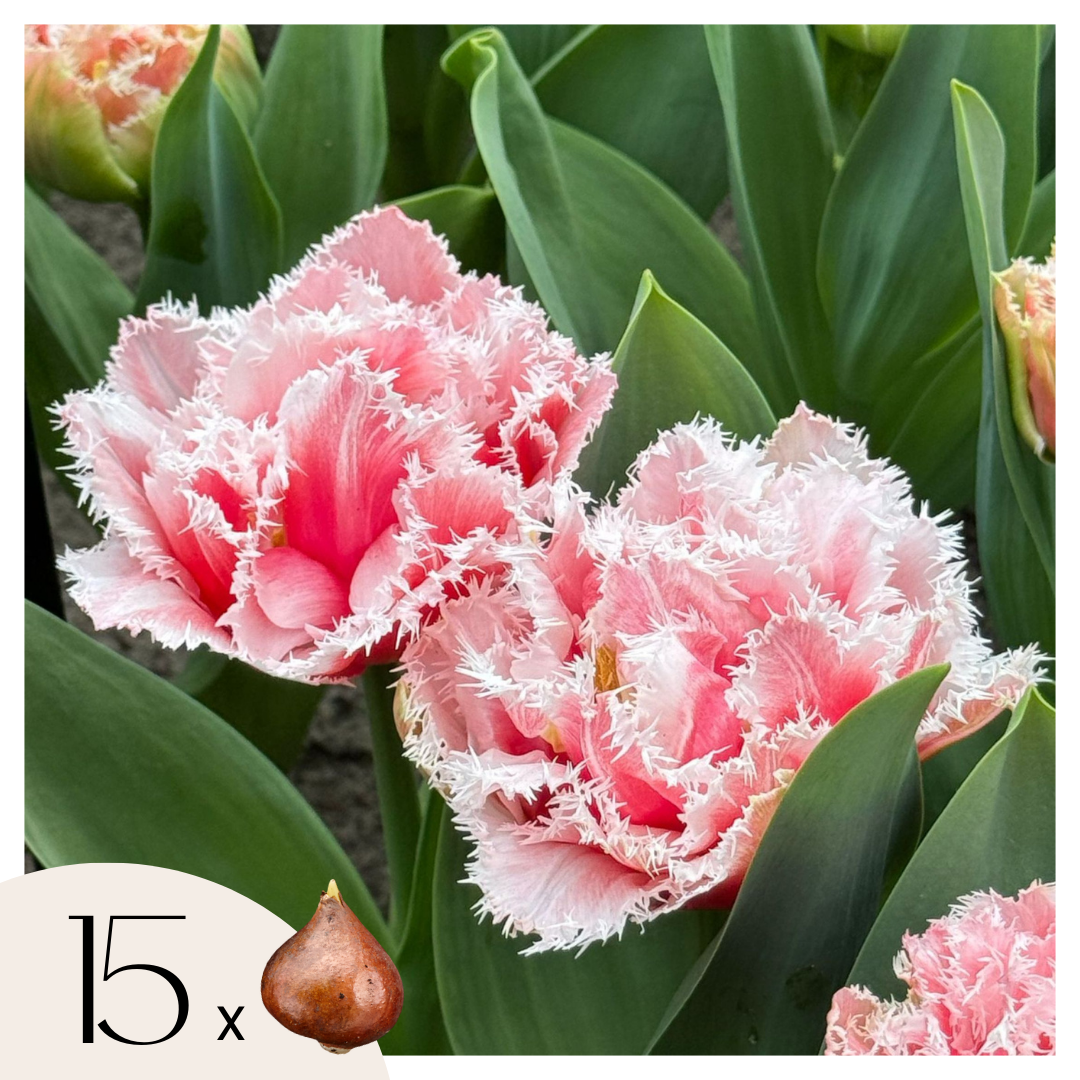 Set of 15 Queensland Tulips – Outdoor Plant