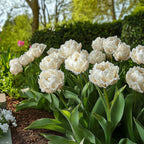 Set of 15 Snow Crystal Tulips – Outdoor Plant
