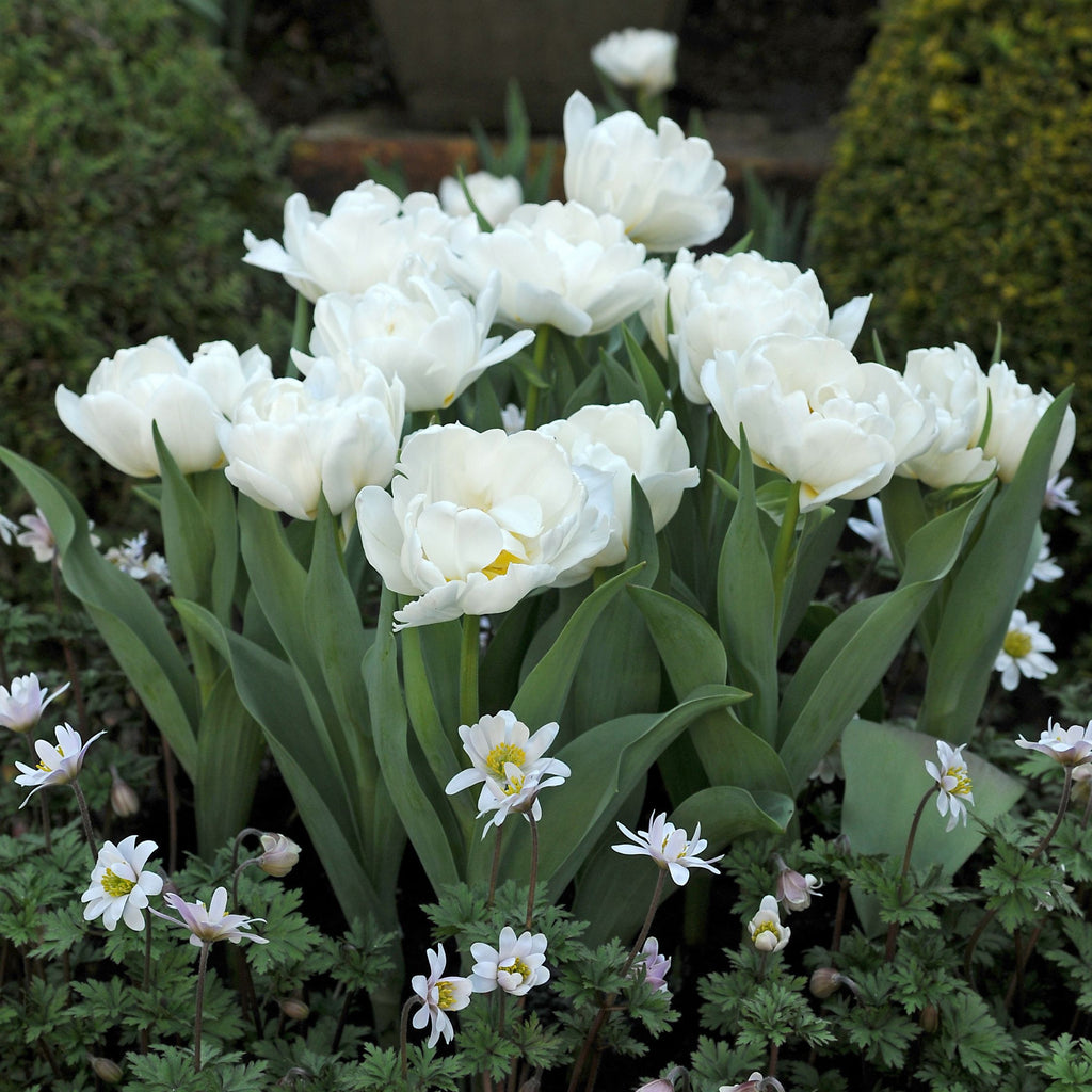 Set of 15 Snow Crystal Tulips – Outdoor Plant