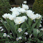 Set of 15 Snow Crystal Tulips – Outdoor Plant
