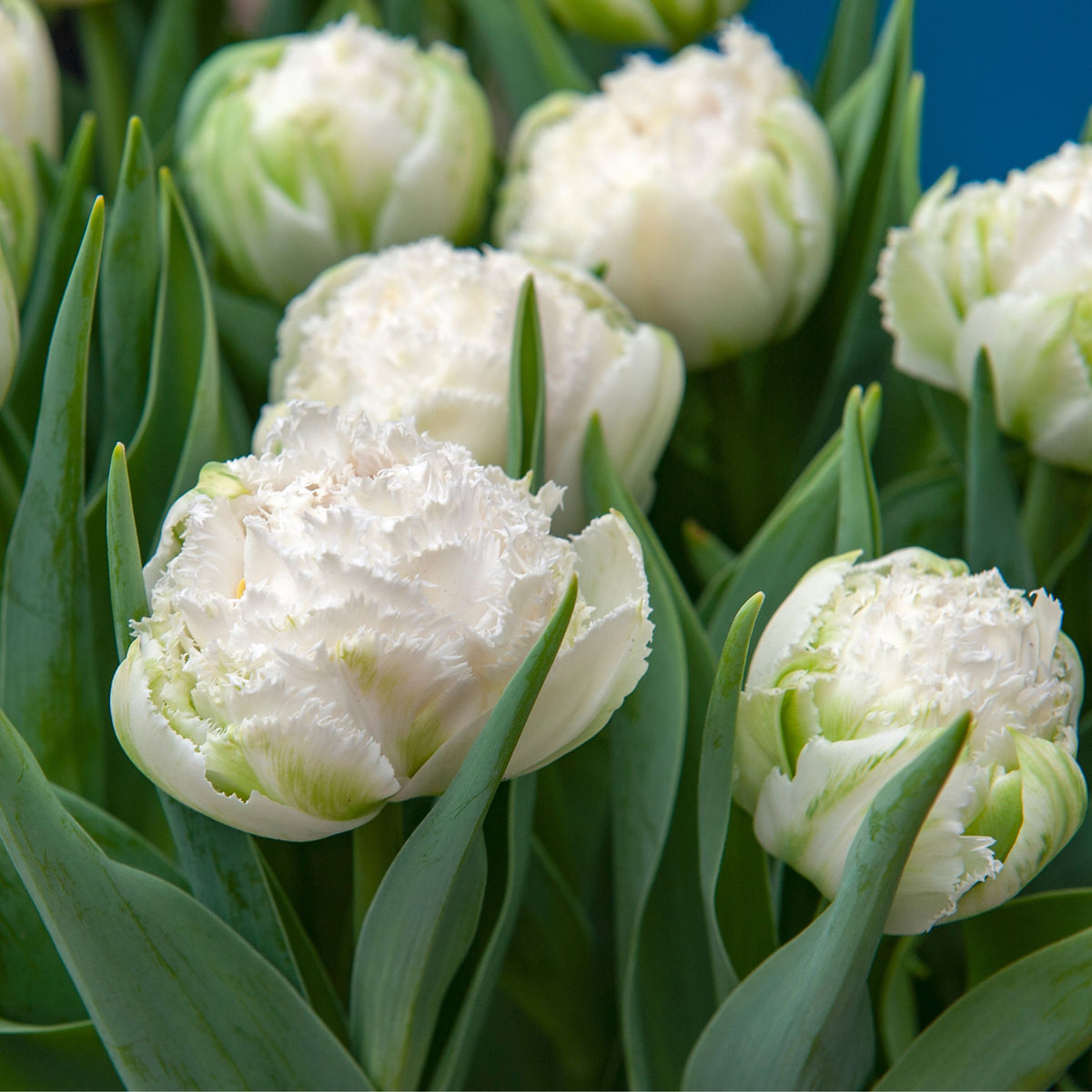 Set of 15 Snow Crystal Tulips – Outdoor Plant