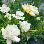Set of 15 Snow Crystal Tulips – Outdoor Plant