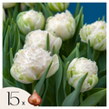 Set of 15 Snow Crystal Tulips – Outdoor Plant