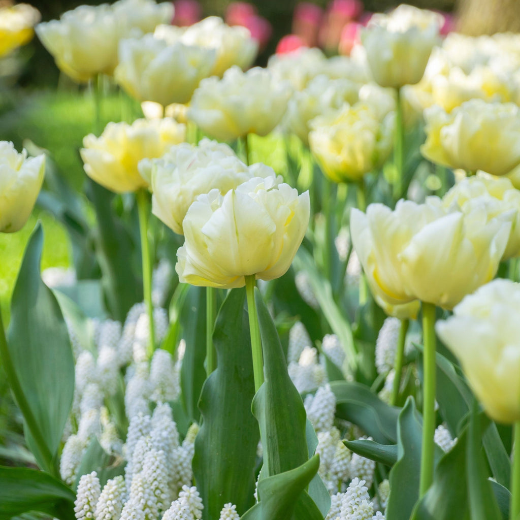 Lot De 14 Tulipes Avant Garde – Plante D'Extérieur