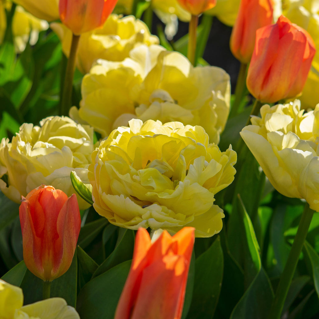 Lot De 14 Tulipes Avant Garde – Plante D'Extérieur