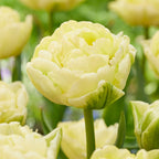 Lot De 14 Tulipes Avant Garde – Plante D'Extérieur