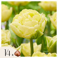 Lot De 14 Tulipes Avant Garde – Plante D'Extérieur