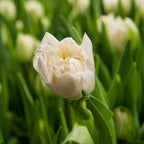 Lot De 14 Tulipes Northcap – Plante D'Extérieur