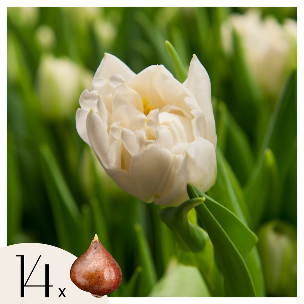 Lot De 14 Tulipes Northcap – Plante D'Extérieur