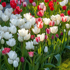 Lot De 14 Tulipes Northcap – Plante D'Extérieur