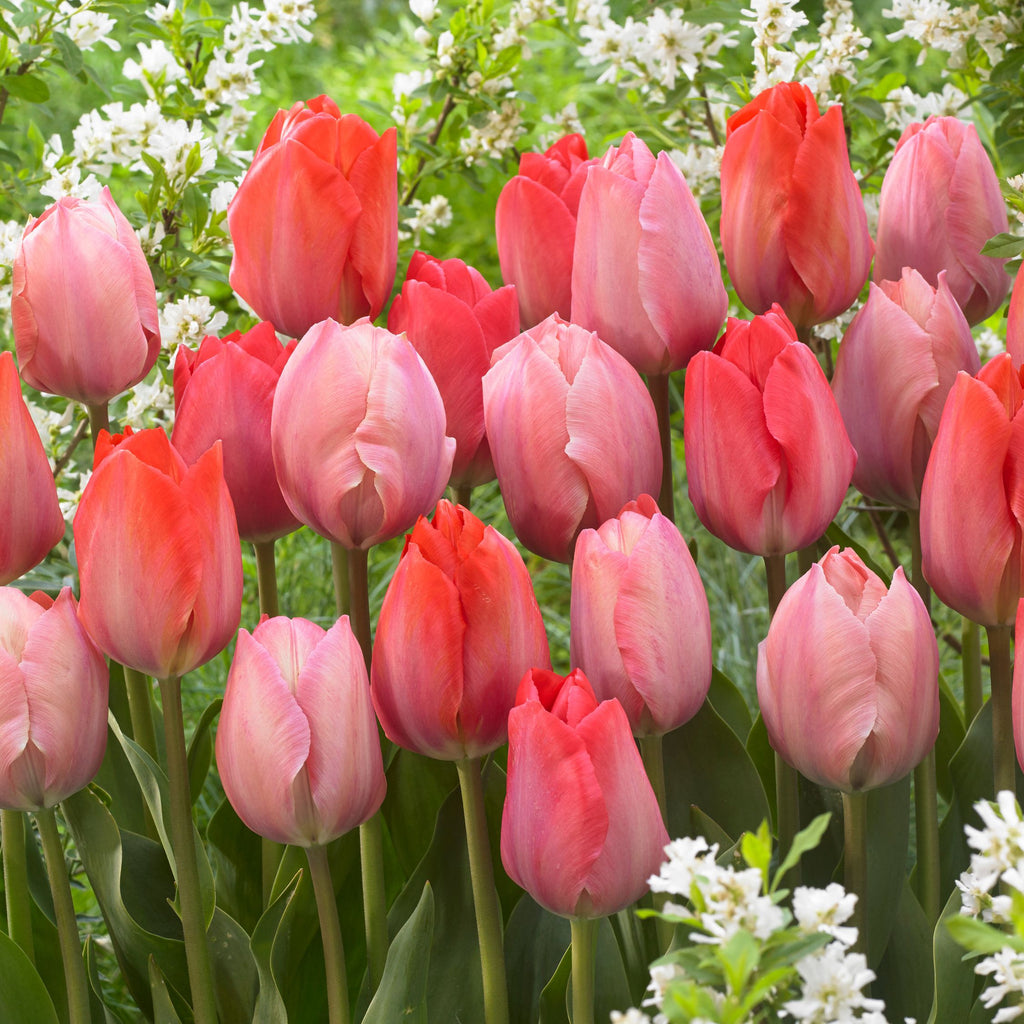 Mélange De 40 Tulipes Rose Et Rouge – Plante D'Extérieur