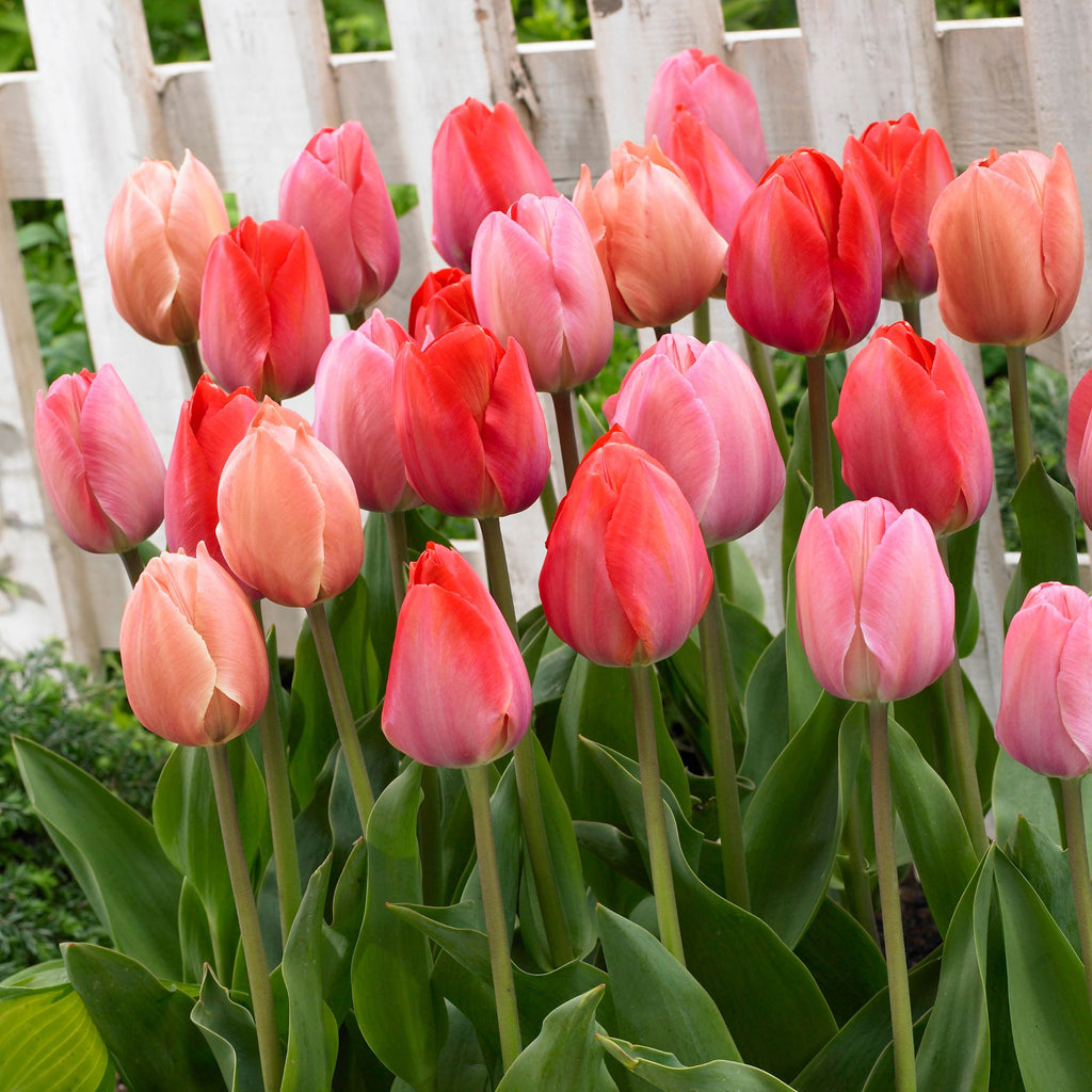 Mélange De 40 Tulipes Rose Et Rouge – Plante D'Extérieur