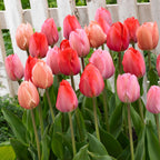 Mélange De 40 Tulipes Rose Et Rouge – Plante D'Extérieur