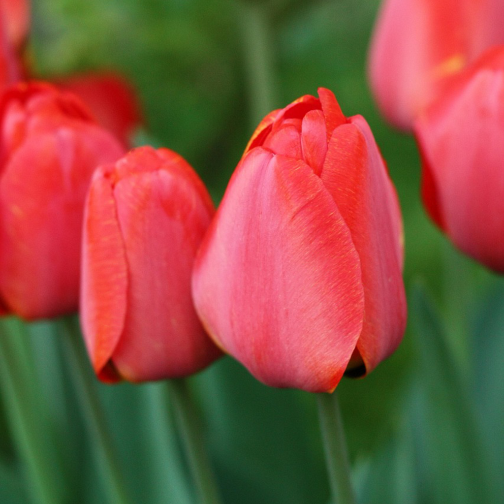 Mélange De 40 Tulipes Rose Et Rouge – Plante D'Extérieur